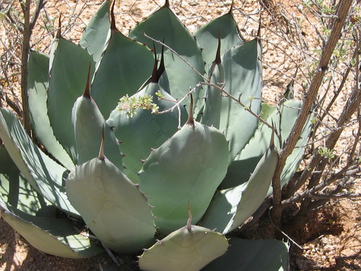 Agave parryi, Photo: Patricia Guertin