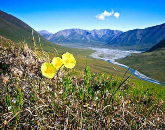 Flower at Arctic National Wildlife Refuge