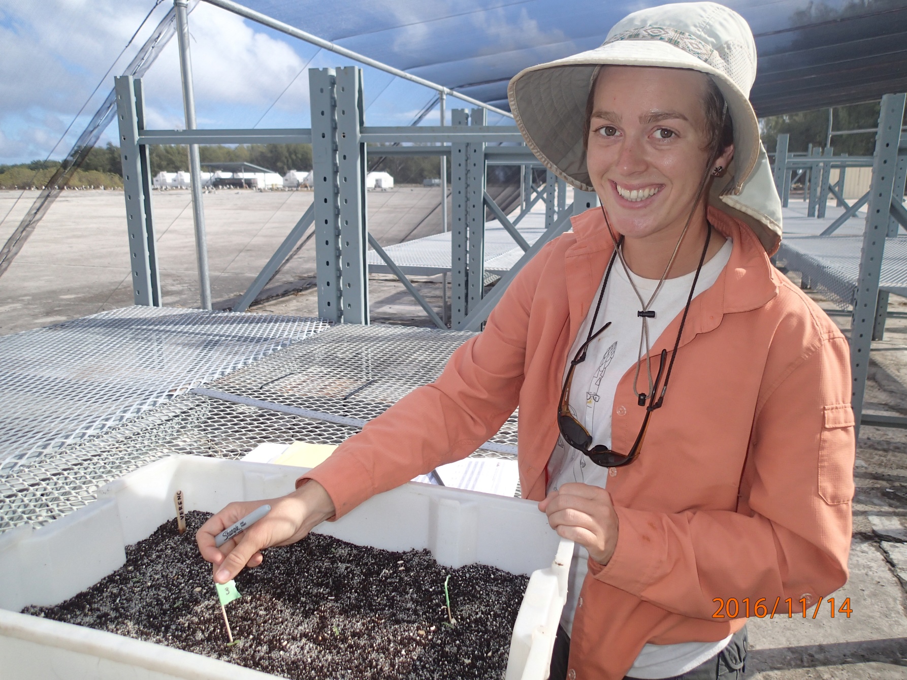 Wieteke Holthuijzen with plant tray at Midway Atoll National Wildlife Refuge
