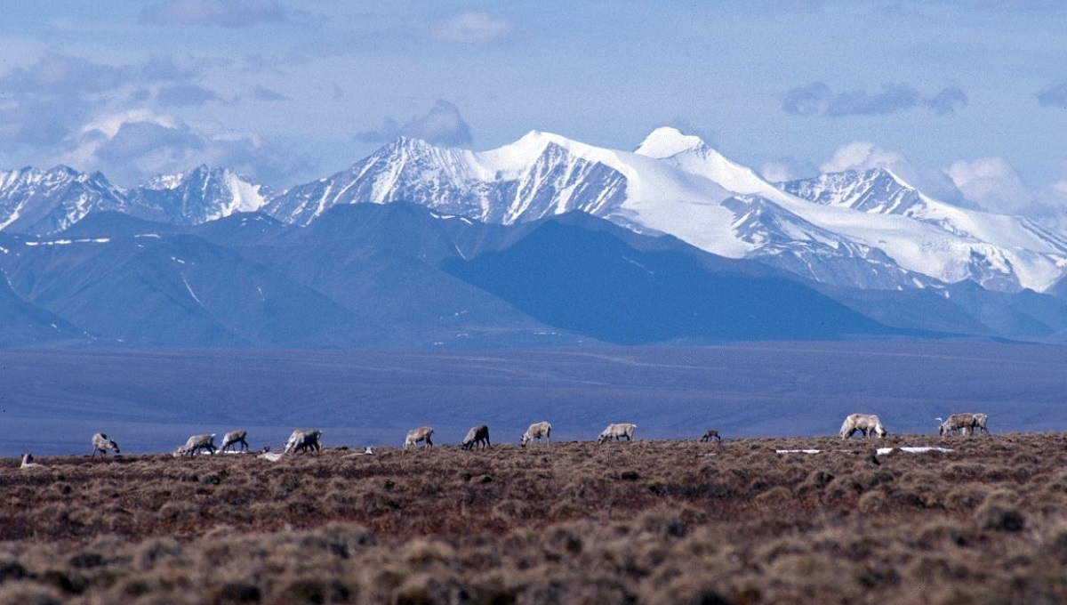 Caribou against a mountain backdrop at Arctic National Wildlife Refuge