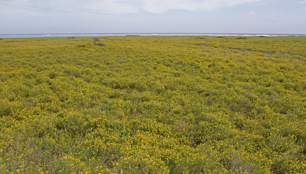 Verbesina encelioides covering Midway Atoll NWR