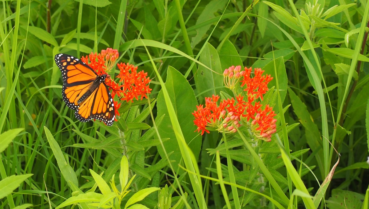 monarch butterfly at Neal Smith NWR
