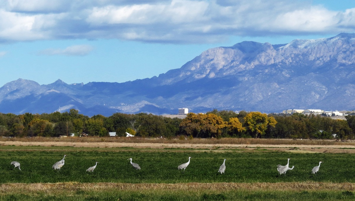 Sandhill cranes at Valle de Oro NWR