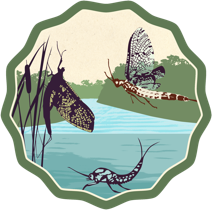 Mayfly Watch Logo Mayfly Watch Logo